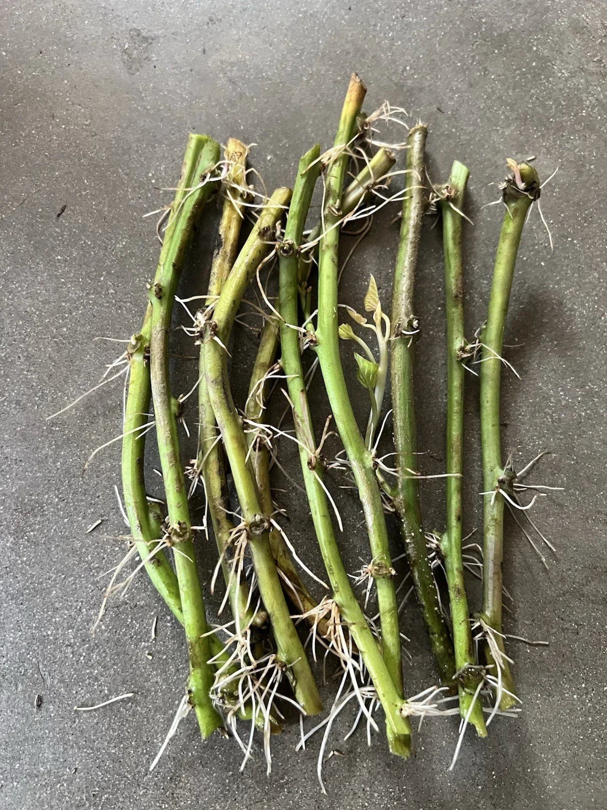 Rooted Sweet Potato Vines - 10 Cuttings for Planting - Ipomoea batatas - Easy to Grow, Disease-Free, Perfect for Container & Garden