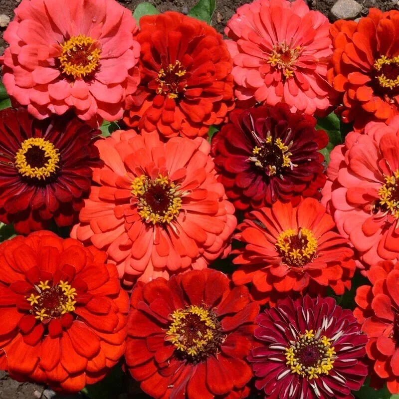 Zinnia Seeds - Berry Tart Mix - Colorful Garden Flowers - Zinnia elegans - 25 Seeds