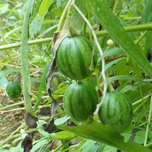Tzimbalo Fruit Bush Seeds – 10 Rare Solanum caripense Tropical Edible Plant for Gardening & Containers