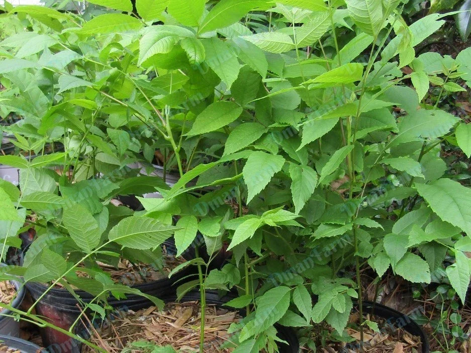 Black Walnut Trees 12-16 Inch Live Bareroot Seedlings, Juglans nigra, 3 Pack for Shade, Nut Production, Landscaping