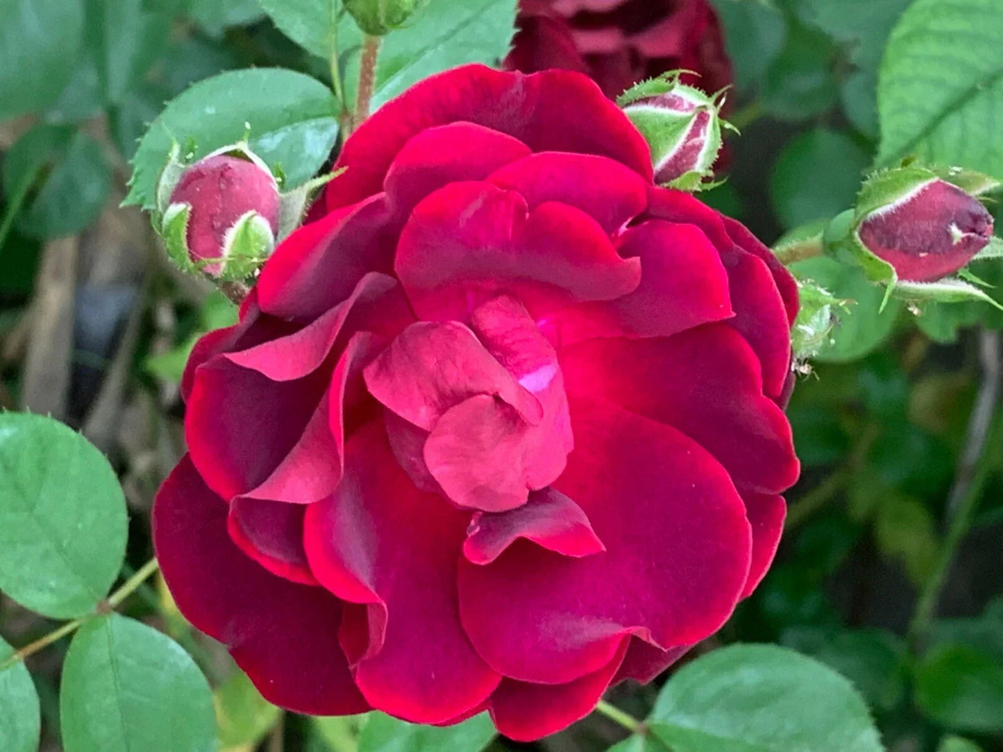 Red Rose Cuttings for Gardening - 5 Ready to Root Rosa spp. Perennial Shrubs for Vibrant Blooms
