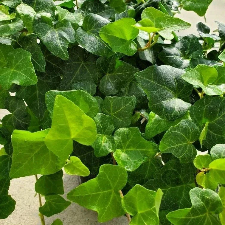 12 Rooted English Ivy Cuttings 4" Hedera helix Indoor Climbing Vine Green Foliage Easy Care