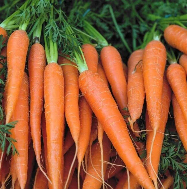 Danvers Carrot Seeds - 1000+ Non-GMO Heirloom Daucus carota for Organic Garden Planting