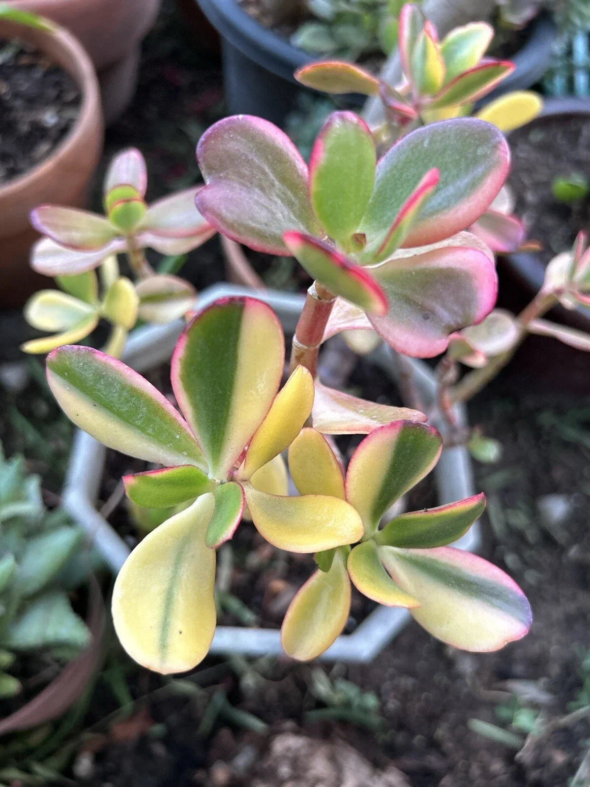 Rainbow Jade Cuttings - Crassula Ovata "Siempre Viva" - Rare Money Tree Plant with Blooms - Succulent Indoor Plant