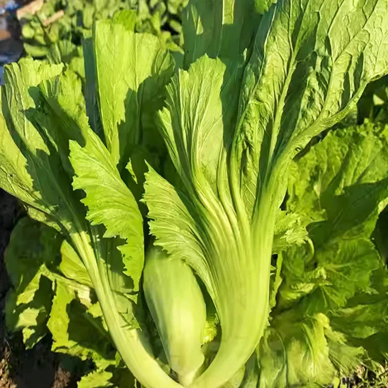 Da Ping Pu Mustard Green Seeds – Brassica juncea, Small Head Swatow Heart Bao, Heirloom, Fast-Growing, Non-GMO, Ideal for Salads & Stir-Fries