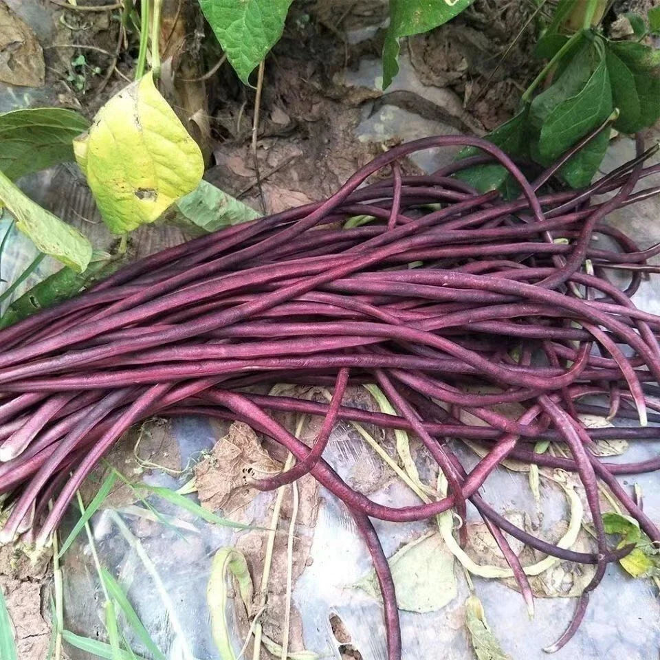 Purple-Red Yard Long Bean Seeds | Vigna unguiculata | 15+ Asian Noodle Bean for Garden & Cooking