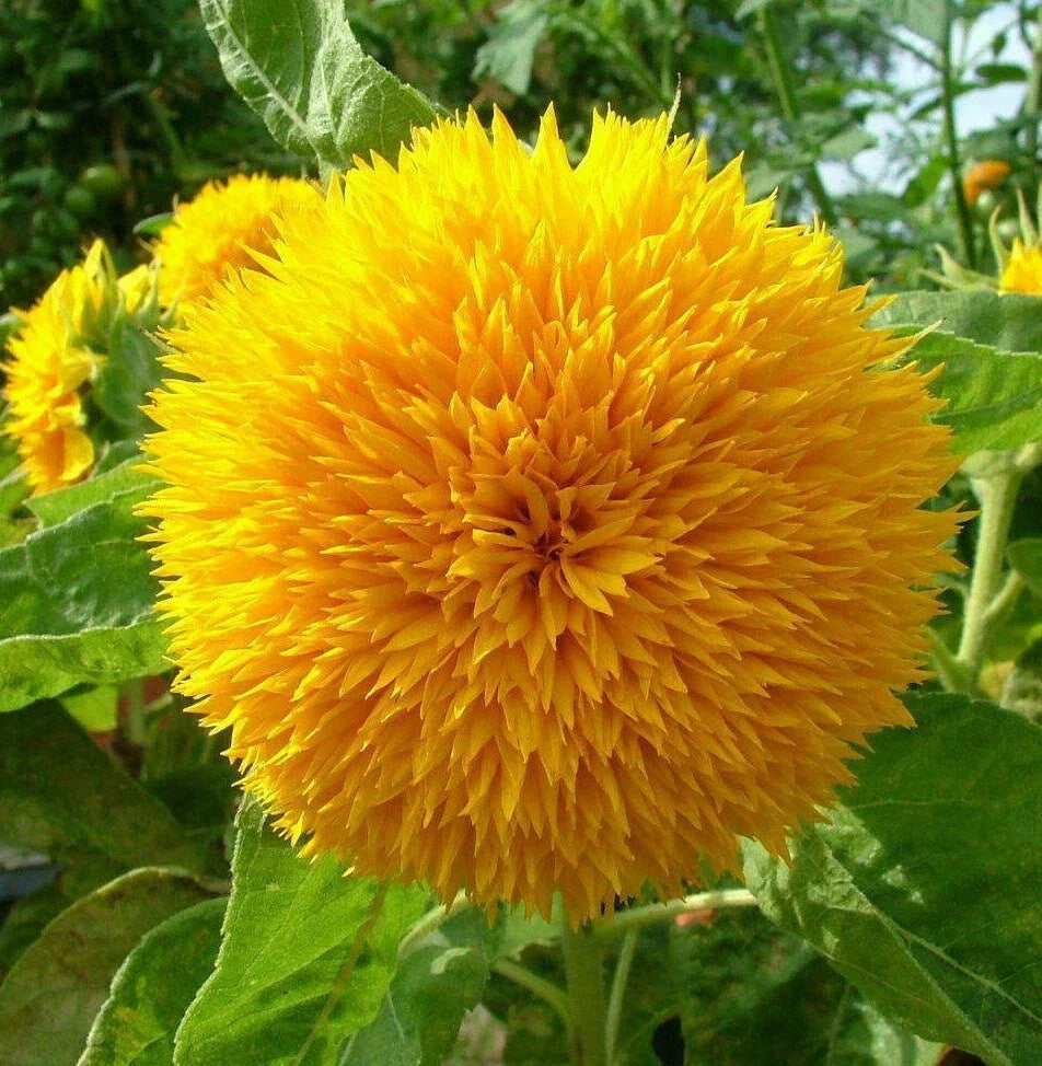 Teddy Bear Sunflower Seeds | Dwarf Fluffy Gold | Helianthus annuus | 12-24 inch Blooming Plant for Gardens & Pots