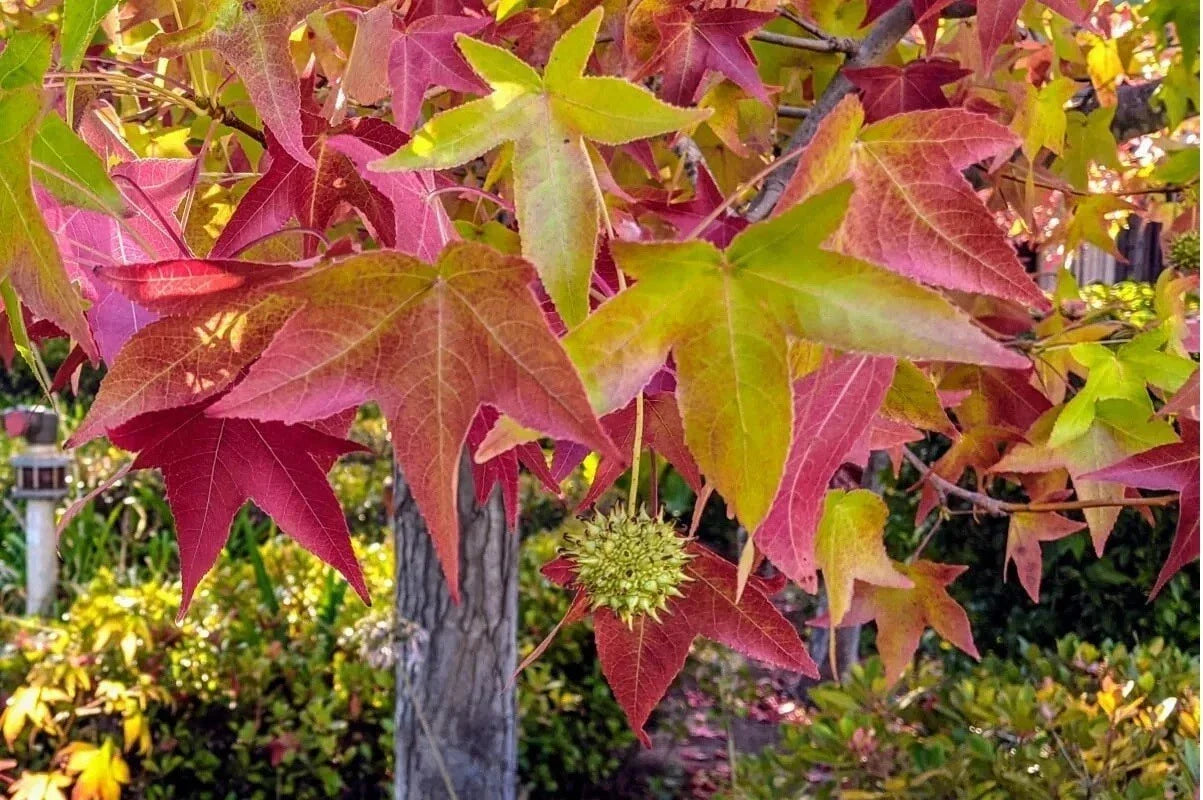 Sweet Gum Tree Seeds - Vibrant Fall Colors - Liquidambar styraciflua - Outdoor & Bonsai Cultivation - Pack of 10-100