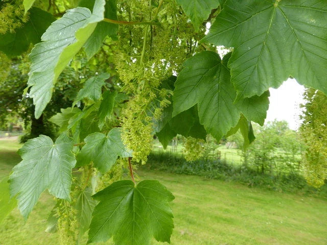 American Sycamore Seeds 100 Count Platanus occidentalis Native Tree for Landscaping and Planting