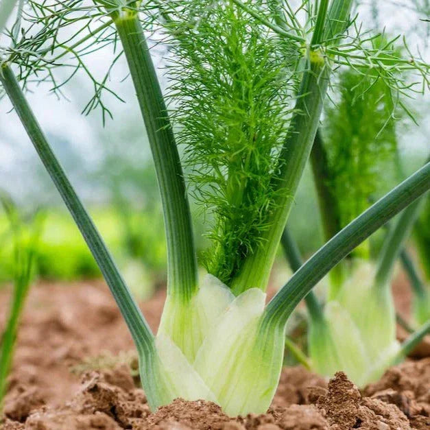 Florence Fennel Seeds - Premium Foeniculum vulgare var. dulce - Anise Licorice Flavor, Non-GMO, 200 Seeds for Garden Planting