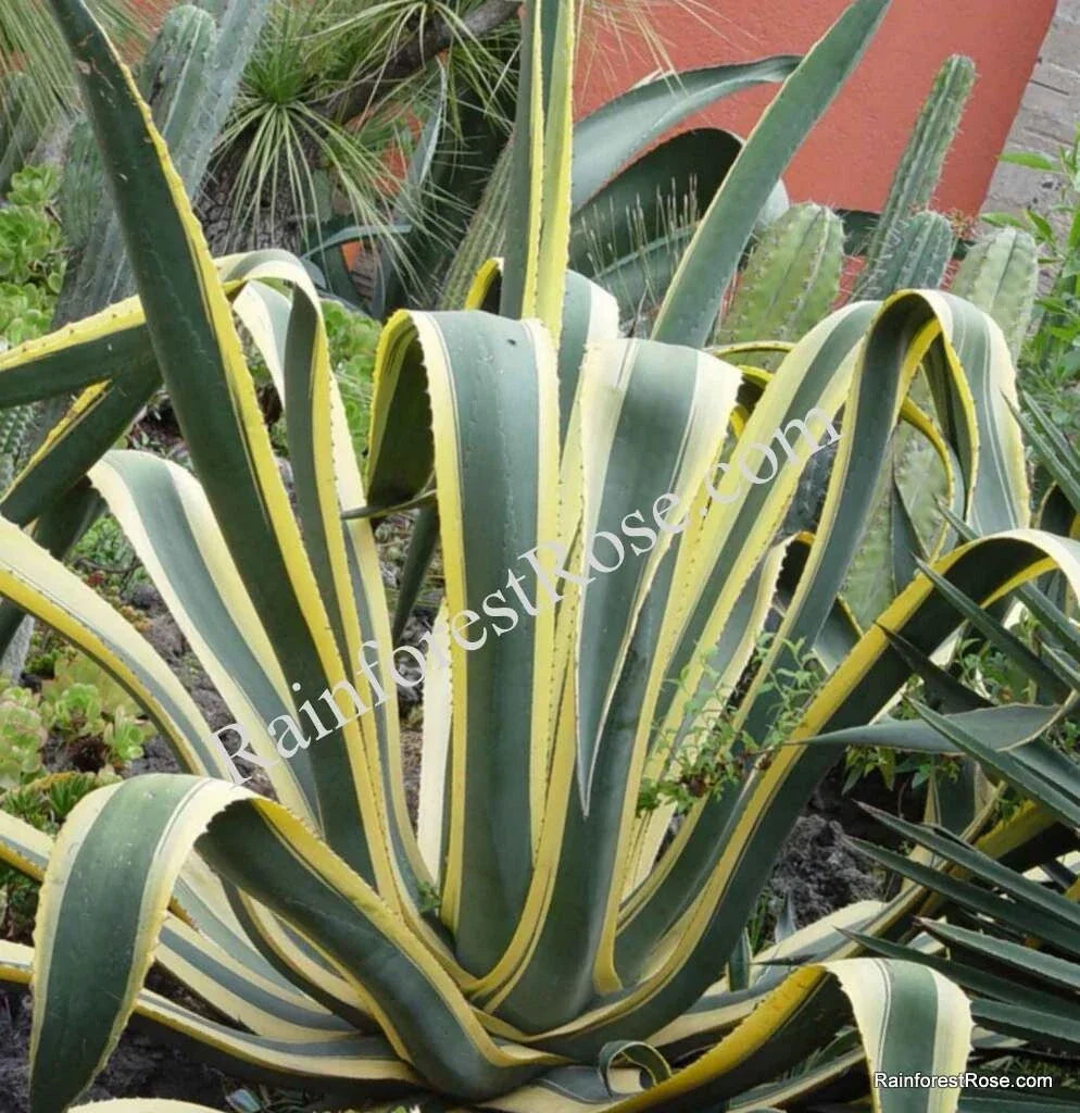 Agave Cuttings - 10 Inch Variegated Agave Americana with Yellow Edges - Succulent Plant for Garden or Indoor Decor