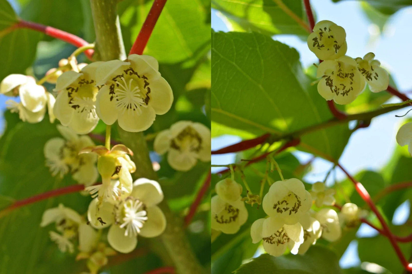 Clark Male Kiwi Pollinator Plant | Live Rooted Starter | Actinidia deliciosa 'Clark' | Zones 4-8