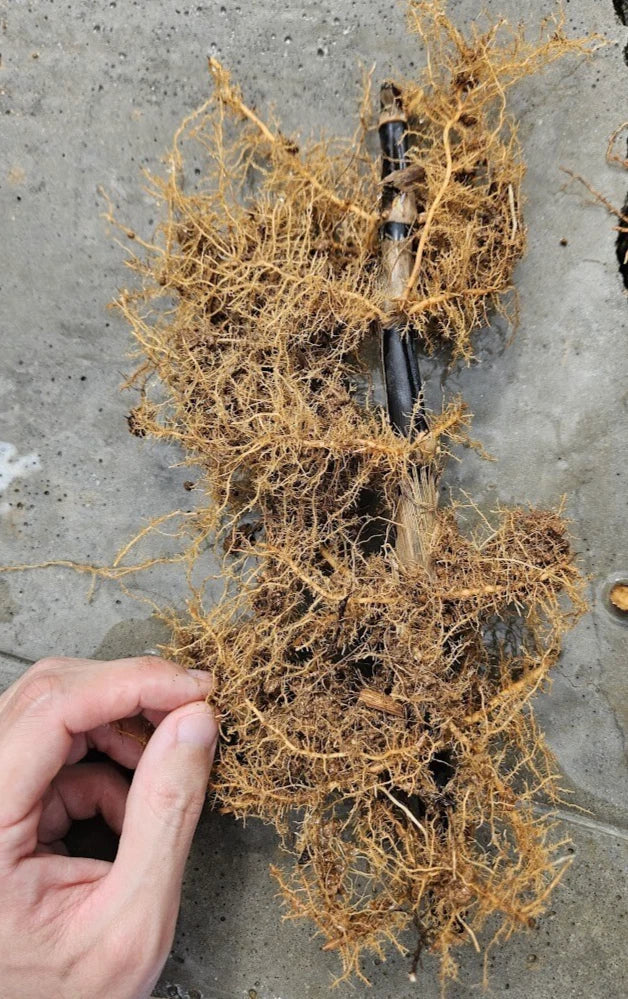 Black Bamboo Rhizomes – Phyllostachys nigra, Bare Root, Fast-Growing, Cold Hardy, Privacy Screen, Decorative Garden Plant