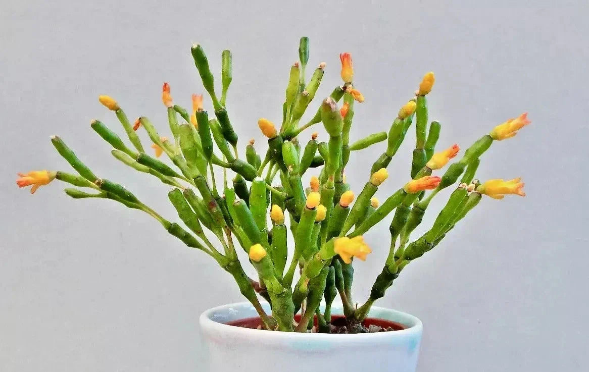 Dancing Bones Cactus 2" Plant - Hatiora salicornioides - Exotic Succulent for Indoor Decor - Unique Jointed Stem Plant