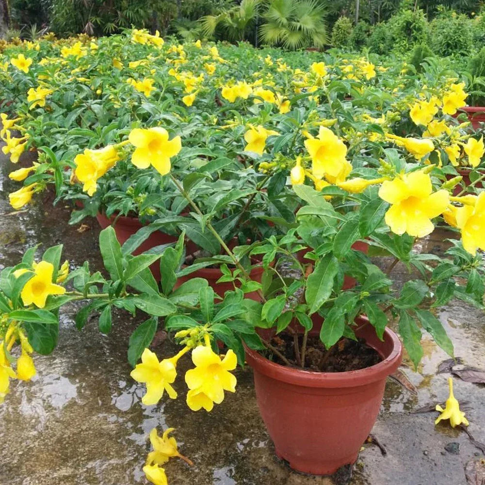Yellow Allamanda Live Plants - 2 Plug Size Starter Plants - Allamanda cathartica with Bright Yellow Blooms