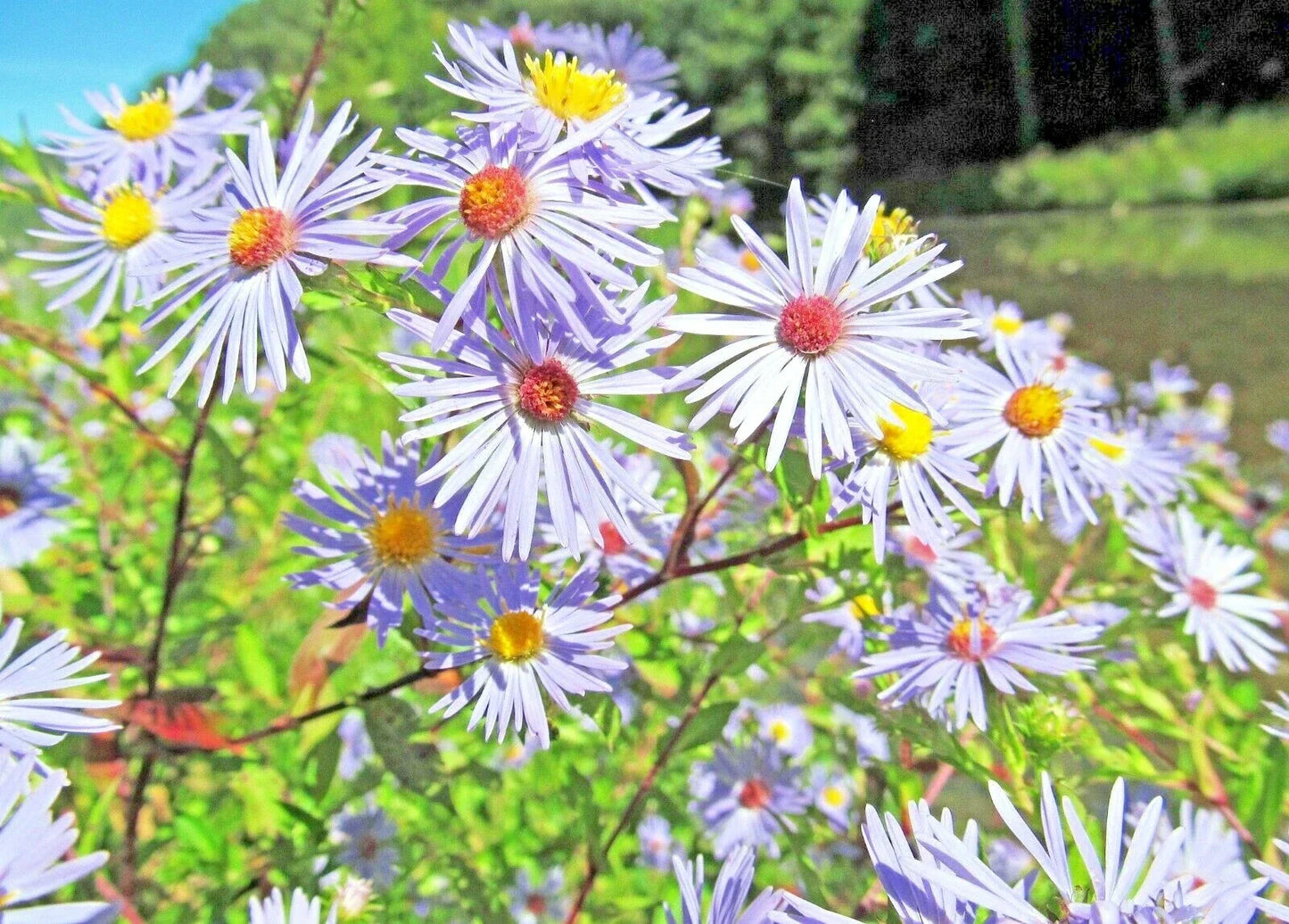Swamp Aster Seeds Pack of 100+ | Native Perennial Wildflower for Pollinators | Symphyotrichum puniceum