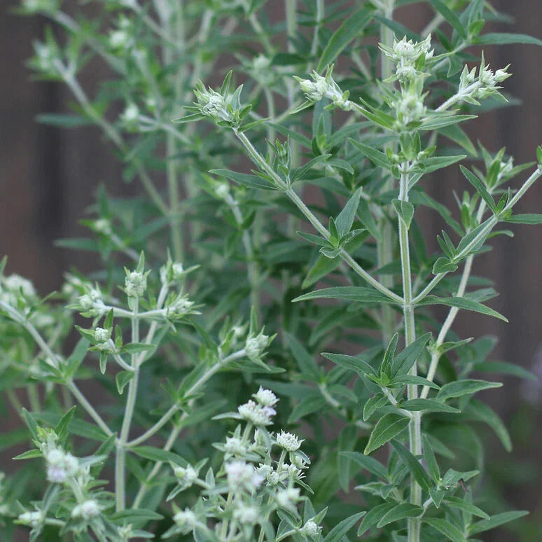 Mountain Mint Seeds 1000 Pack Pycnanthemum pilosum Aromatic Herb for Gardens, Landscaping & Pollinator Attractant