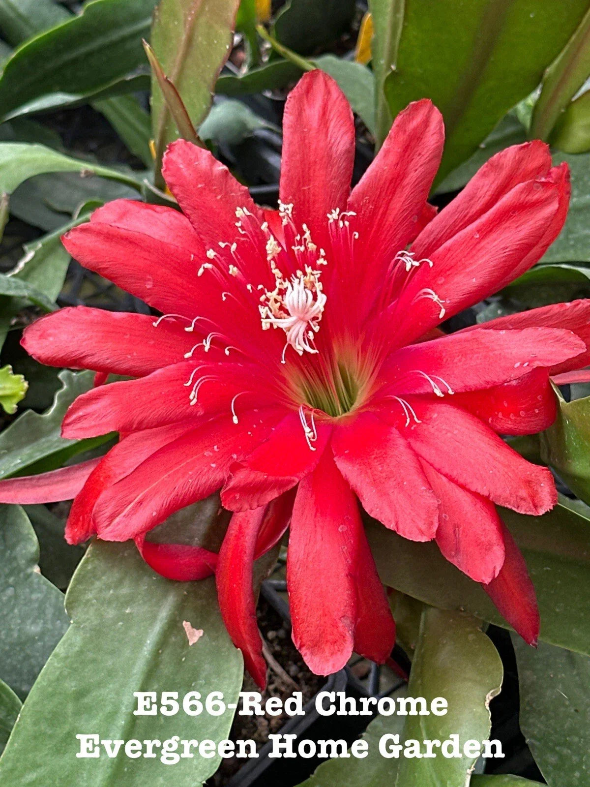 Epiphyllum Orchid Cactus 4-Inch Starter Pot Red Chrome Exotic Houseplant Tropical Succulent Easy Care