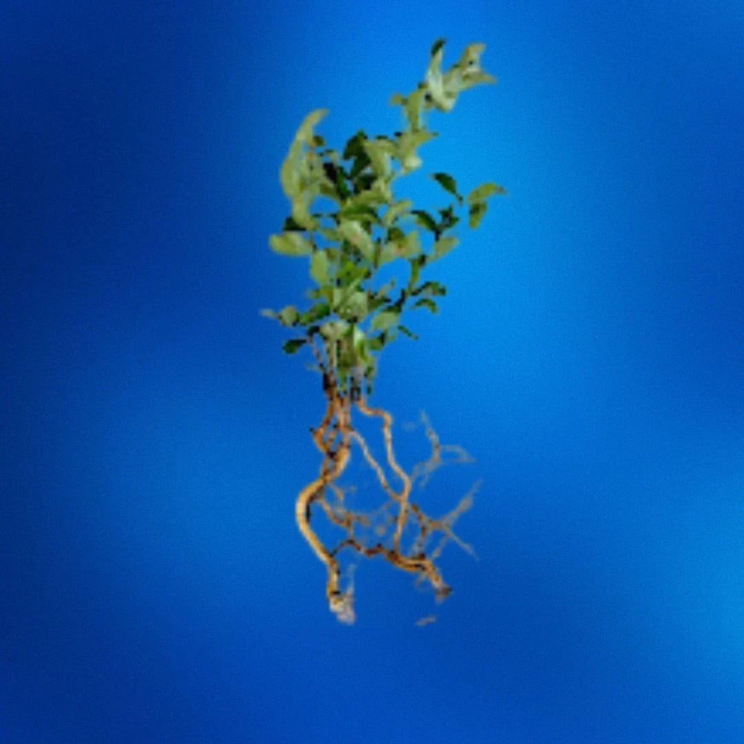 Crepe Myrtle Seedlings Bare Root | 6-12 Inches Tall | Lagerstroemia Indica Fast-Growing Flowers for Garden, Hedges & Borders