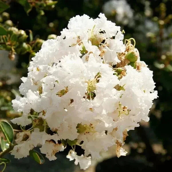 Super Rare Crape Myrtle Cuttings – 5 Rooting or Grafting Lagerstroemia indica 'Natchez' for Garden Landscaping