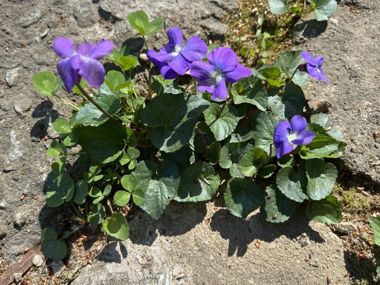 Wild Violet Bulbs - Viola sororia - Native Purple Flower Rhizomes for Garden, Spring-Summer Bloom, Ground Cover, Pollinator Attracting