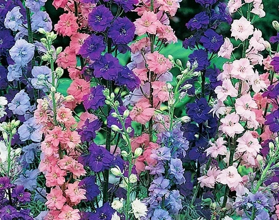 Rocket Larkspur Seeds - 100 Fresh Delphinium ajacis Annual Flower Seeds for Borders & Cut Gardens