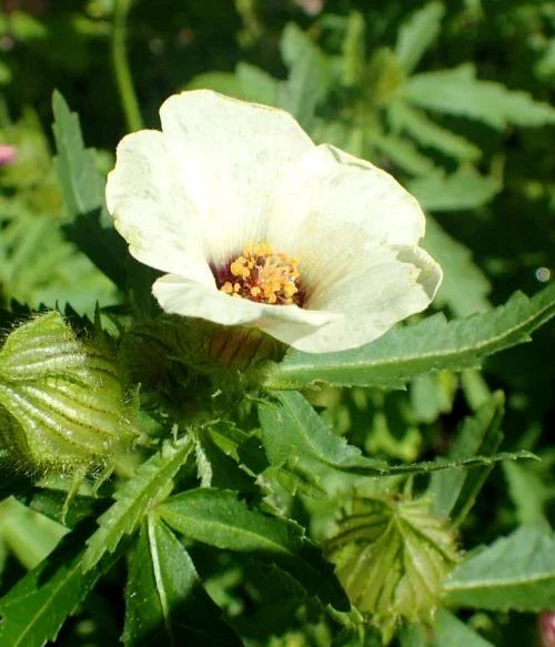 Hibiscus Seeds - 20 Pack - Yellow Flowering Perennial - Hibiscus trionum - Easy to Grow, Pollinator Attracting Garden Plant
