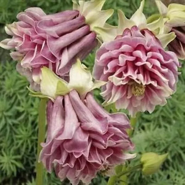 Double Rose Columbine Seeds - 50 Perennial Aquilegia vulgaris for Gardens, Borders, and Containers