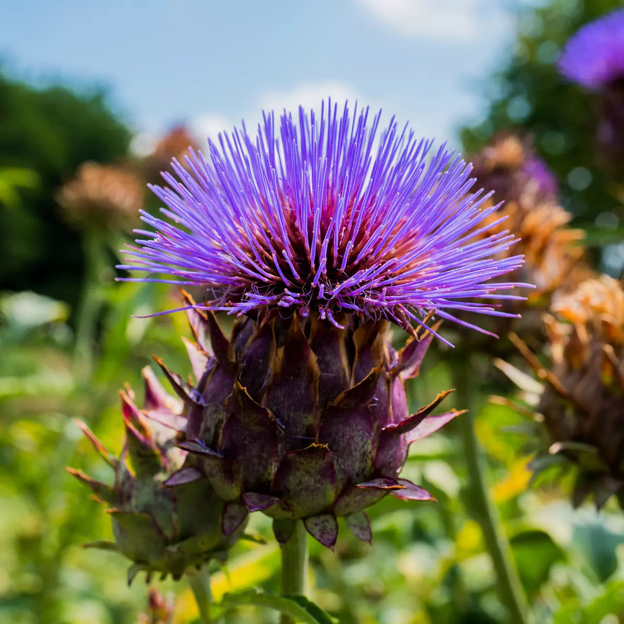 Cardoon Seeds 25 Pack - Cynara Cardunculus Non-GMO Vegetable Garden Seeds for Culinary & Ornamental Use