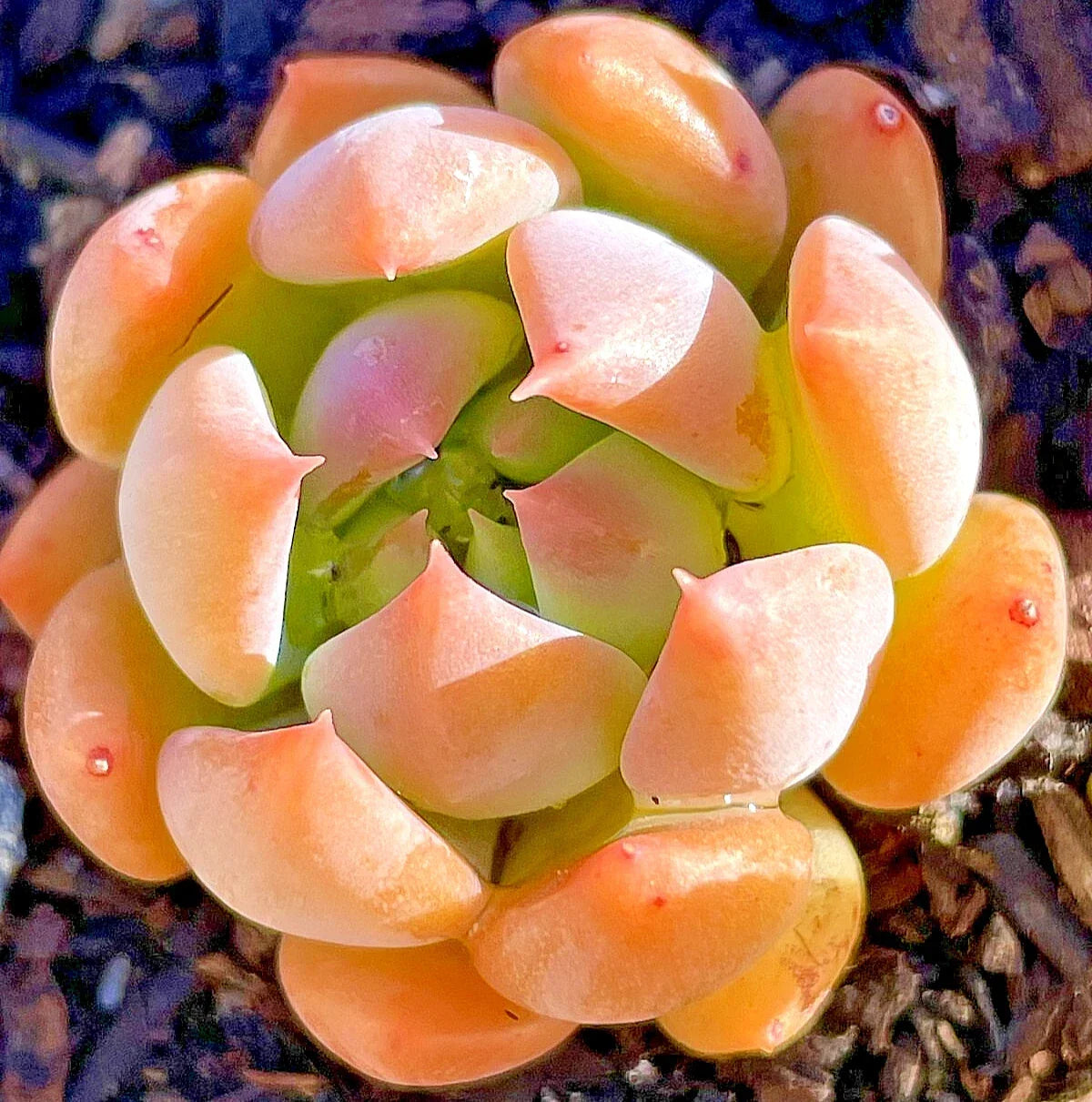 Sedeveria Dark Elf Succulent Plant - 1-Inch Fully Rooted Rare Indoor Garden Accessory
