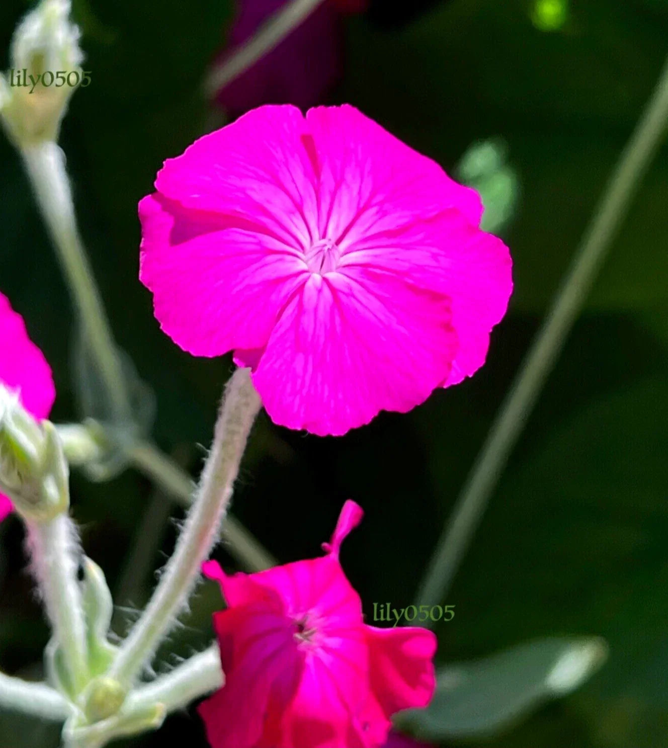 Rose Campion Plants - 5 Hardy, Low Maintenance, Self-Seeding, Deer Proof Lychnis coronaria Pink Flowers, Silvery Foliage, Garden Perennials