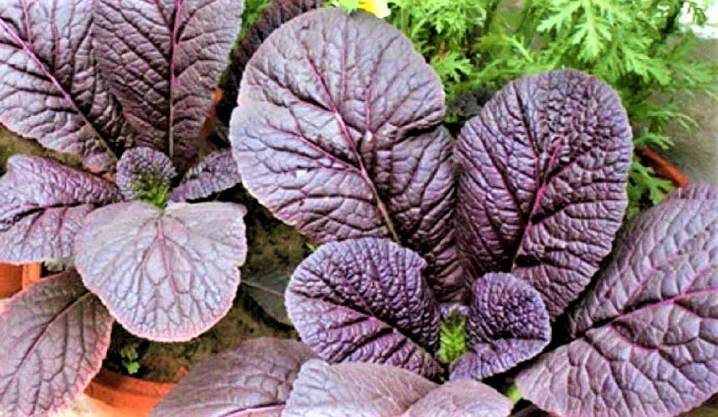 Red Giant Mustard Seeds – Non-GMO Brassica juncea for Salad Greens and Cooking, 300+ Seeds