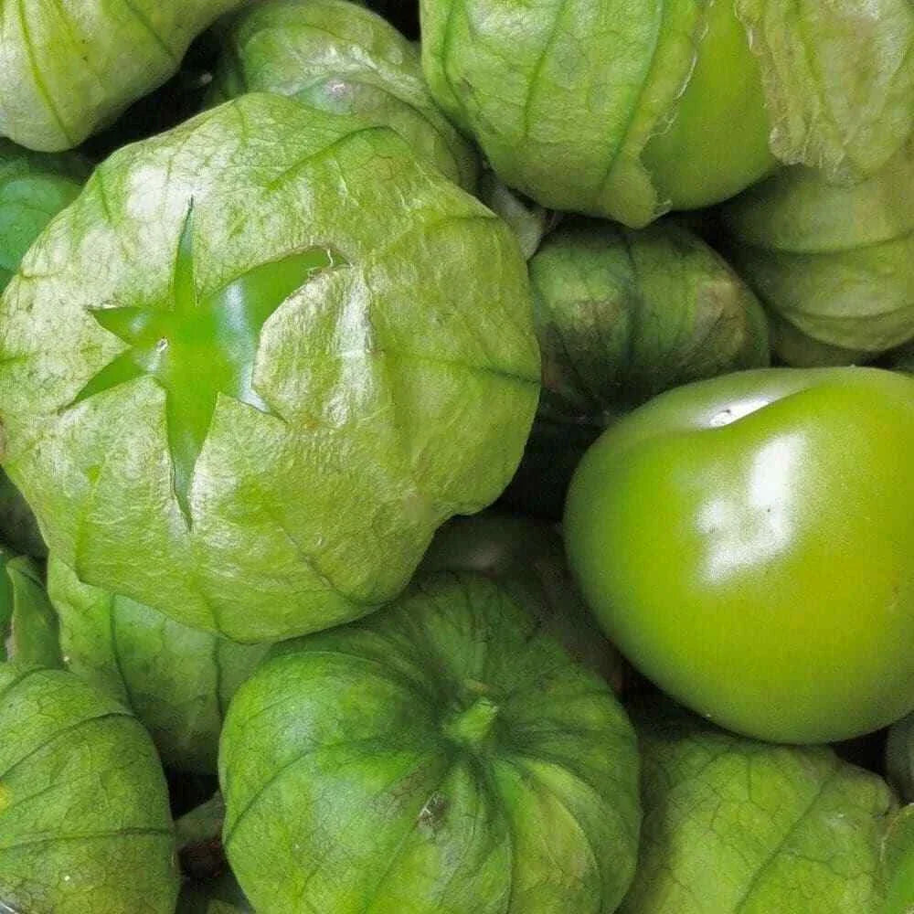 Tomatillo Seeds 50 Ct Heirloom Non-GMO Physalis ixocarpa for Gardening, Green, Bushy Plant