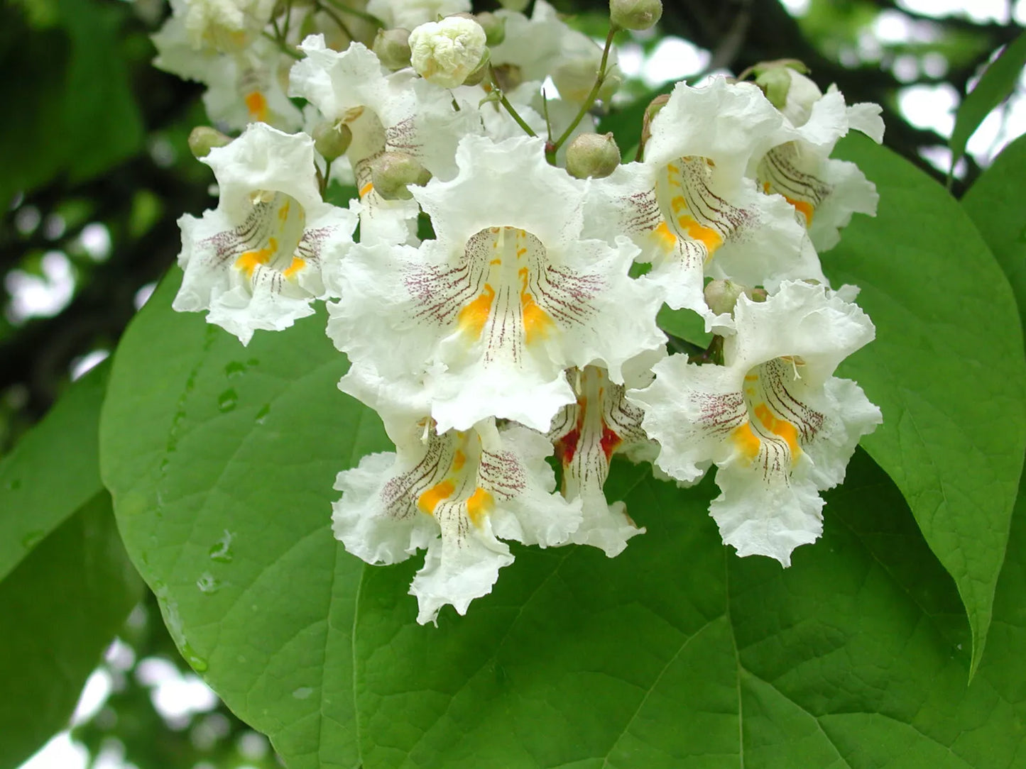 Northern Catalpa Tree Seeds - 50+ Premium Catalpa speciosa Seeds for Landscaping, Garden, and Urban Shade