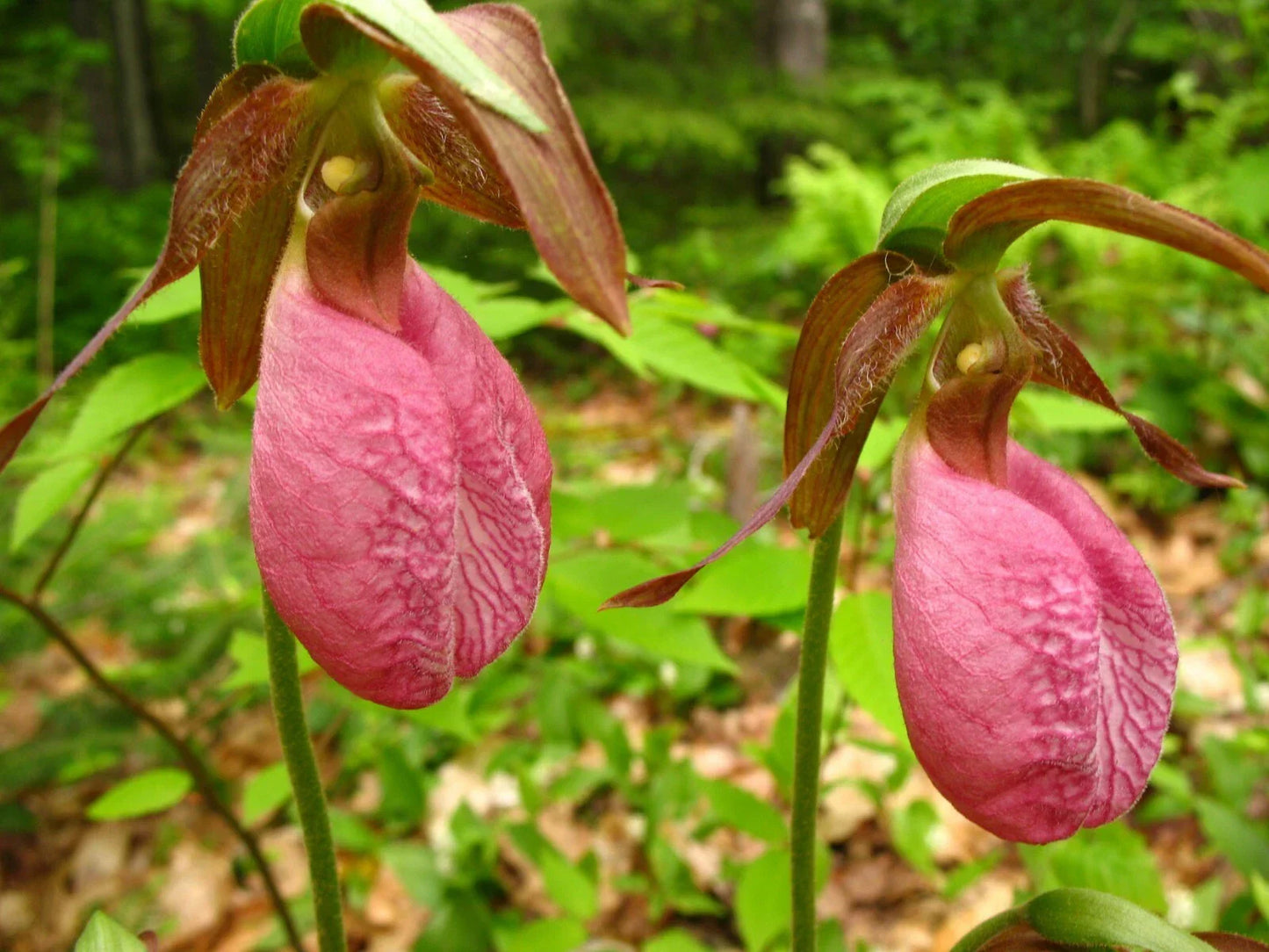 Pink Lady’s Slipper Plant - Double Crown Cypripedium Acaule Native Orchid for Garden, Landscape & Shade Gardens