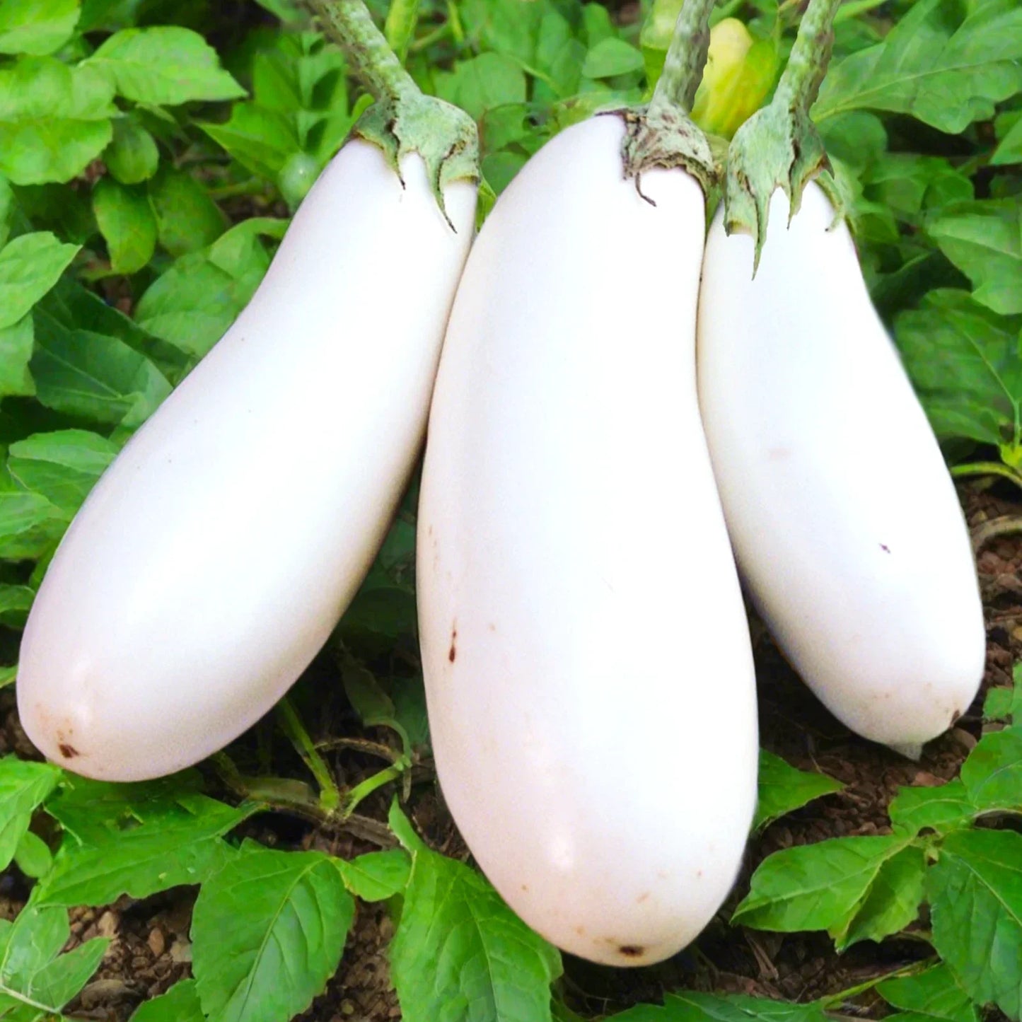 Casper White Eggplant Seeds | Heirloom Solanum melongena | Creamy White Aubergine Seeds for Garden Planting