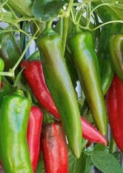 Anaheim Hot Pepper Seeds - 500-2500 SHU Capsicum annuum, Culinary, Salsas, Grilling, Non-GMO, Full Sun, 20 Seeds