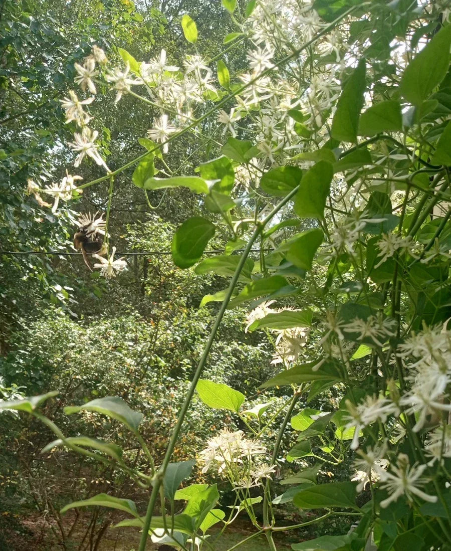 Sweet Autumn Clematis Live Bare Root Plant, Clematis Paniculata, Fragrant White Flowers, Climbing Vine for Trellises & Fences