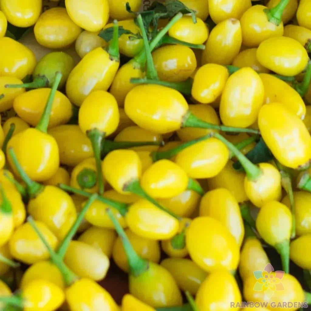 Cumari do Para Hot Pepper Seeds – 25+ Non-GMO Capsicum chinense for Garden & Container Planting