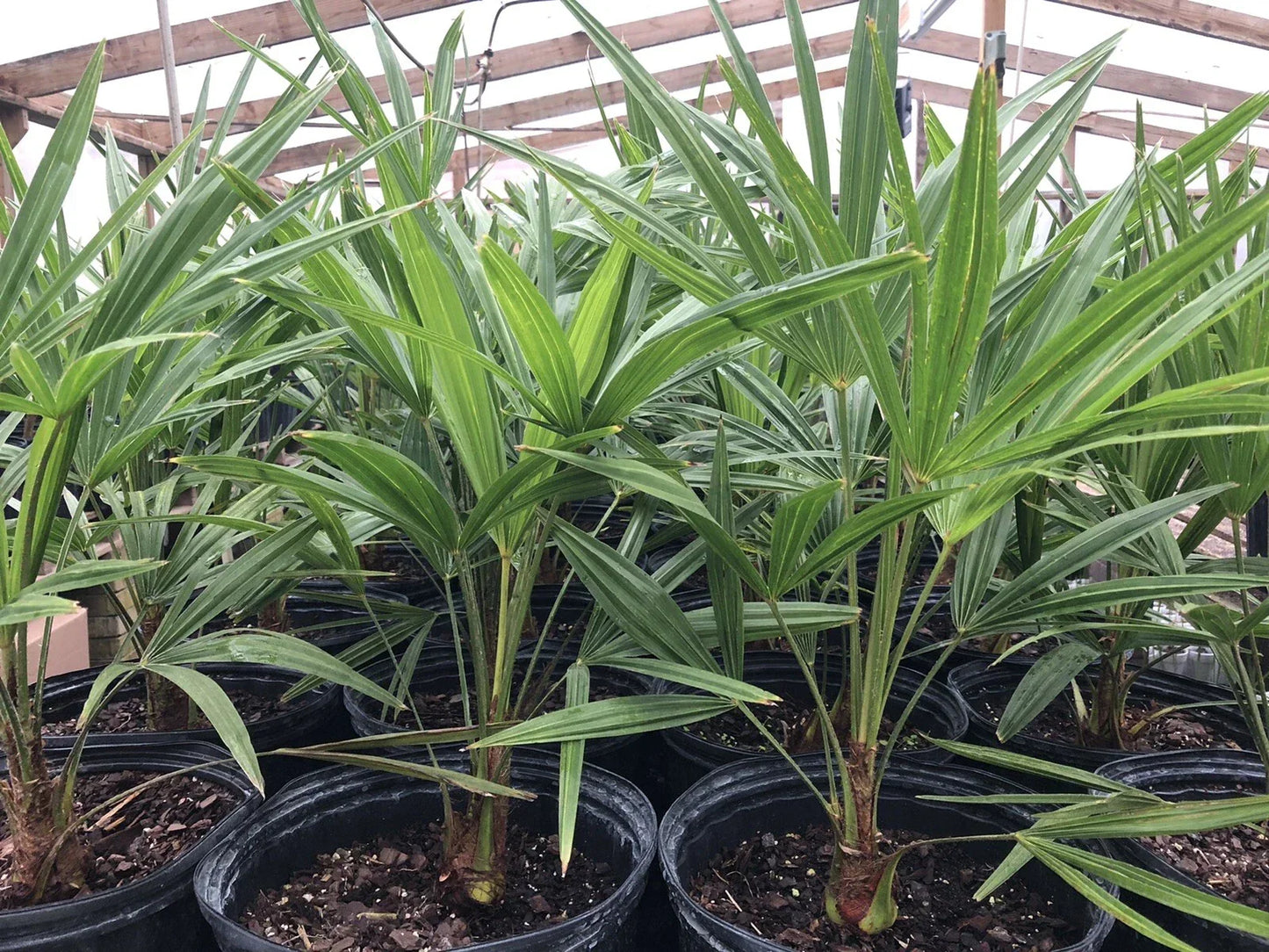 Cold Hardy Windmill Palm Trees 22-24” Trachycarpus fortunei Outdoor Tropical Plants for Gardens and Landscapes