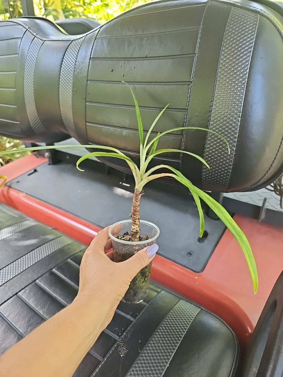 Aglaonema Cutlass Live Plant 3" Pot | Chinese Evergreen | Indoor Houseplant | Aglaonema commutatum 'Cutlass'