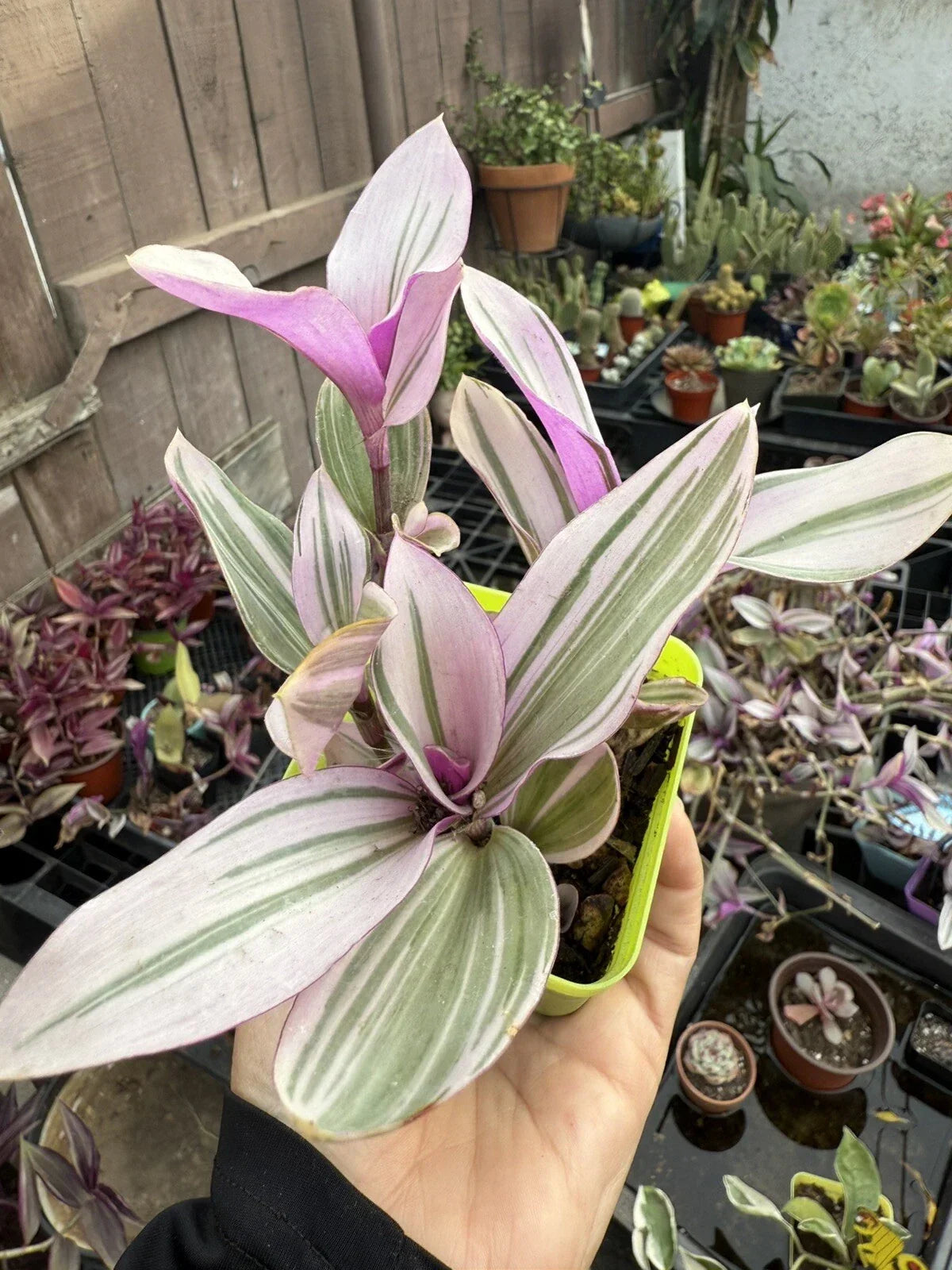 Trandescantia Nanouk Potted Plant - Bubble Gum Variegated Indoor Houseplant - Easy Care, Colorful Foliage, Trailing, 6 Inch Plant