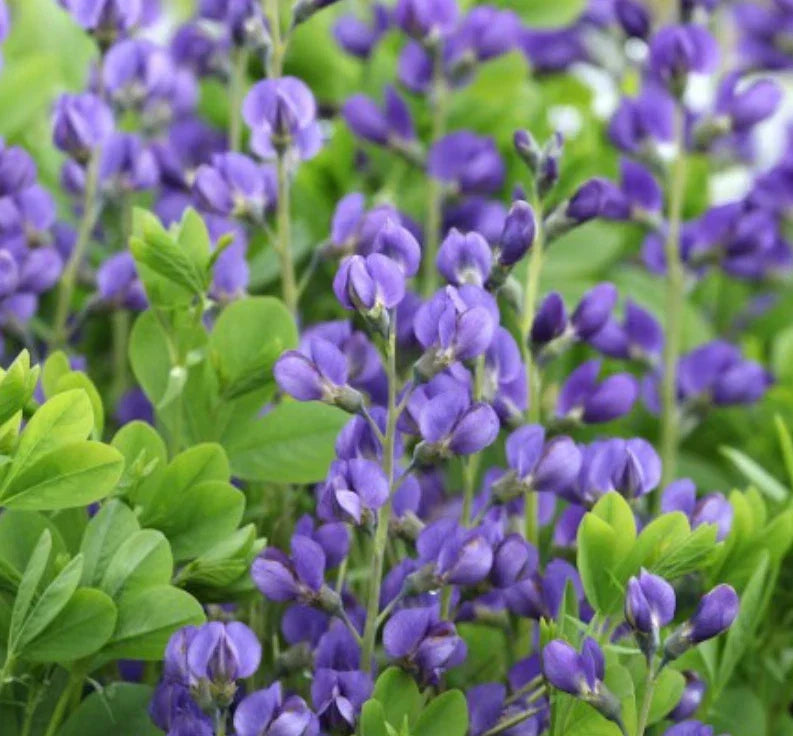 Wild Indigo Seeds - 50 Non-GMO Baptisia australis Perennial with Blue Flowers for Butterfly & Pollinator Gardens