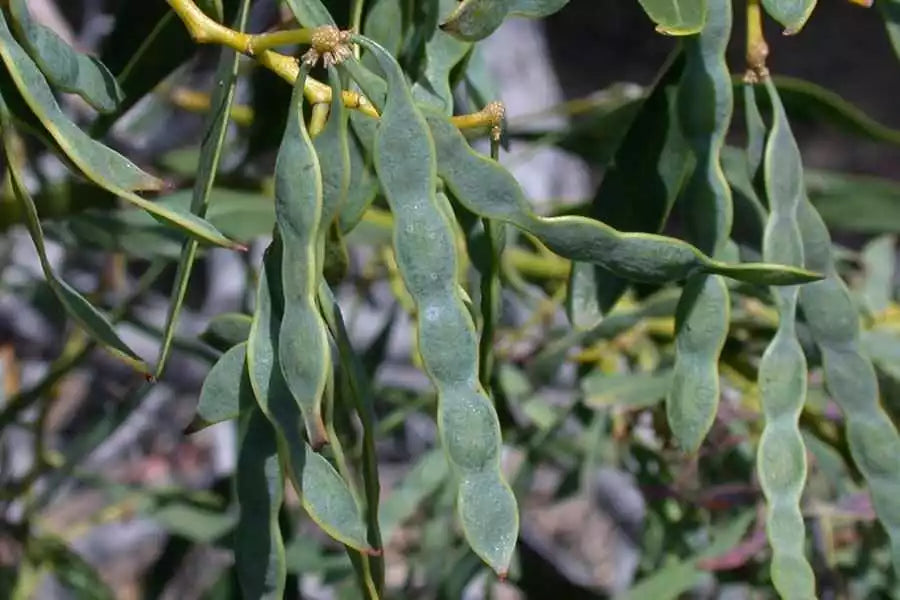 Acacia Saligna Seeds - Golden Wreath Wattle Tree - Native Australian Plant - Fast-Growing, Drought-Tolerant, Pollinator Attracting, 25 Seeds