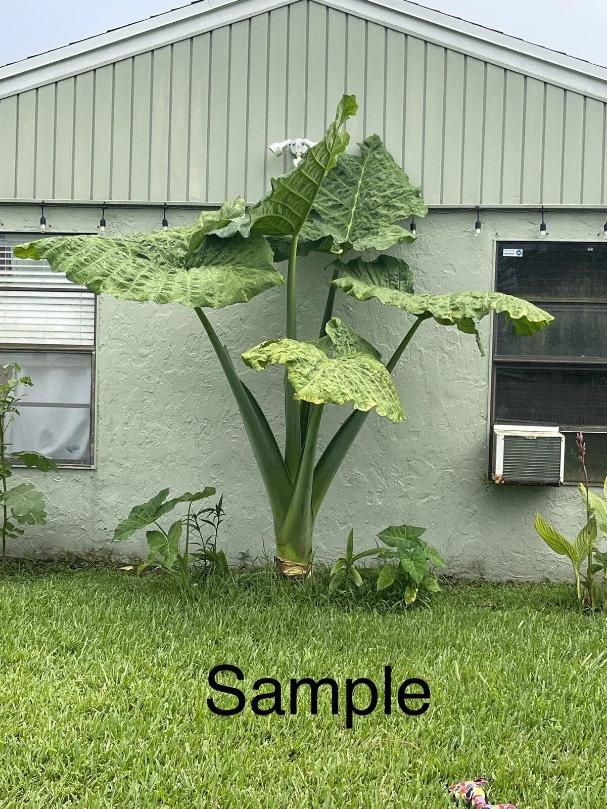 Giant Taro Plant Bare Root 20" Colocasia esculenta Perennial Herbaceous Plant for Indoor & Outdoor Gardens
