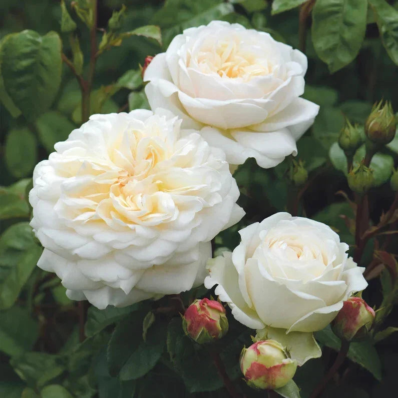Tranquility Rose Cuttings - 5-8" Unrooted Stems - Rosa 'Tranquility' - Fresh Pink Blooms for Gardening & Propagation