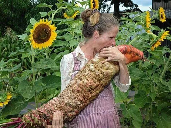 Mammoth Red Mangel Beet Seeds - 50 Seeds - Beta vulgaris - Large Red Beets for Planting and Livestock Feed