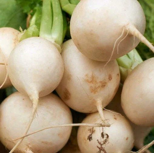 Shogoin Japanese Turnip Seeds | White Hakurei Asian Vegetable | Brassica rapa var. japonica | Heirloom, Non-GMO, Fast-Growing Seed Packet