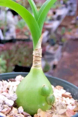 Albucca Bracteata Succulent 3-Inch Unique Indoor Outdoor Plant, Unusual Modern Decor, Easy Care, Compact Desert Plant