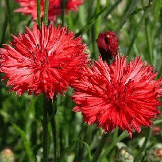 Cornflower Seeds Tall Red Bachelor Button Non-GMO Heirloom Centaurea cyanus for Sun & Shade, Cut Flowers, Pollinator Garden